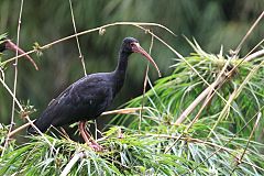 Bare-faced Ibis
