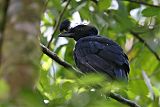 Bare-necked Umbrellabirdborder=