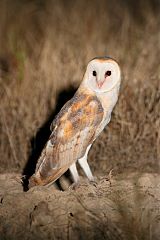 American Barn Owl