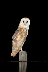 American Barn Owl