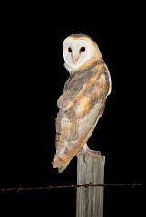 American Barn Owl