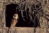 Barn Owl