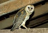 Barn Owl