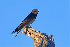 Barn Swallow