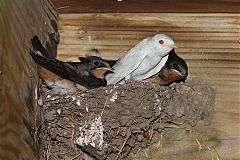 Barn Swallow