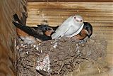 Barn Swallow