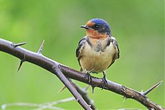 Barn Swallow