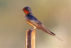 Barn Swallow