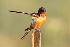 Barn Swallow