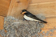 Barn Swallow