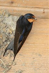 Barn Swallow