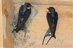 Barn Swallow