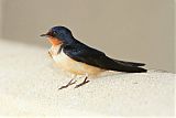 Barn Swallow