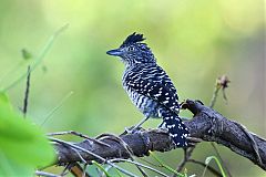 Barred Antshrike