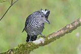 Barred Antshrike