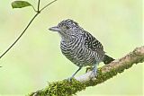 Barred Antshrike