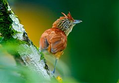 Barred Antshrike