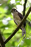 Barred Forest-Falcon