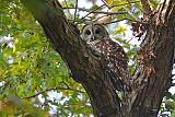 Barred Owlborder=