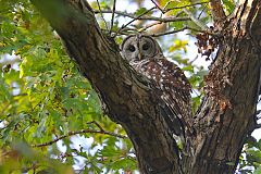 Barred Owl