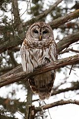 Barred Owl