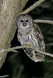 Barred Owl