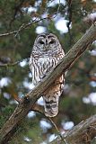 Barred Owl