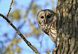 Barred Owl