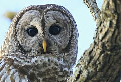 Barred Owl