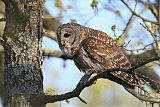 Barred Owl