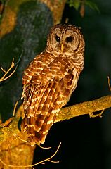 Barred Owl