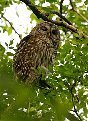 Barred Owl