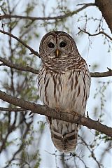 Barred Owl