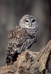 Barred Owl