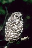 Barred Owl