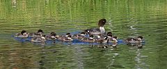 Barrow's Goldeneye