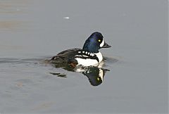 Barrow's Goldeneye