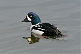 Barrow's Goldeneye