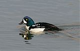 Barrow's Goldeneye