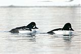 Barrow's Goldeneye