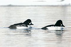 Barrow's Goldeneye