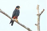 Bat Falconborder=