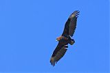 Bateleur