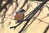 Bay-backed Shrikeborder=