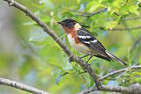 Bay-breasted Warbler