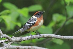 Bay-breasted Warbler