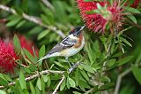 Bay-breasted Warbler