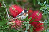 Bay-breasted Warbler