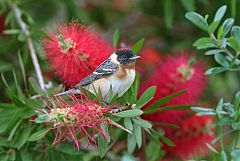 Bay-breasted Warbler