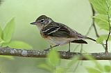 Bay-breasted Warbler